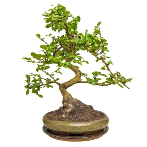 Tilted Fukien Tea Tree Inc Tray 45cm
