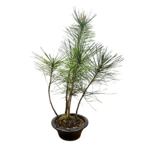 Japanese White Pine 40cm