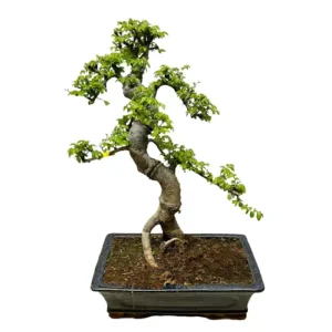 Root Showing Chinese Elm 52cm