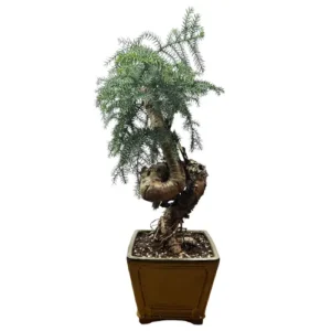 Beautiful Araucaria Cunninghamii (Hoop Pine) 62cm