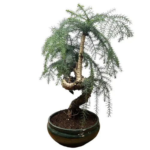 Twisted Trunk Araucaria Cunninghamii (Hoop Pine) 55cm