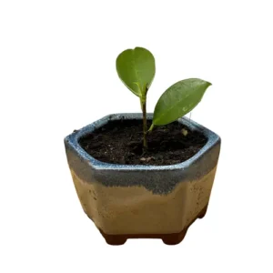 Mini Ficus 11cm