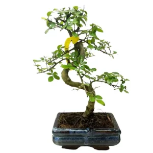 Attractive Chinese Elm 31cm
