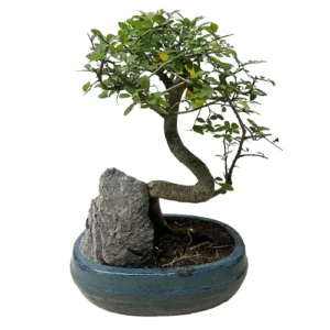 Twisted Trunk Chinese Elm 32cm