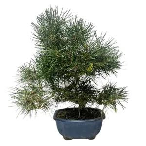 Full Japanese White Pine 36cm