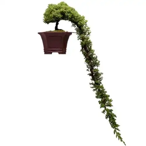 Cascading Juniper 48cm