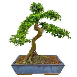 Spiral Chinese Elm 65cm