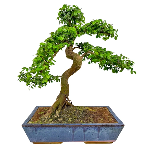 Spiral Chinese Elm 65cm