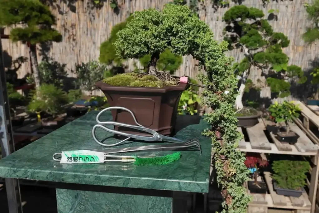 Cascading juniper on display stand with pruning scissors, root rake and pot brush in front of it