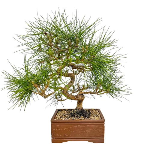 Full Japanese Black Pine 36cm