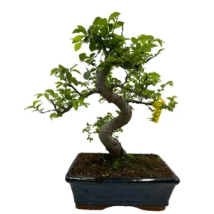 Appealing Chinese Elm 35cm
