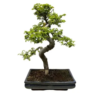 Attractive Chinese Elm 61cm