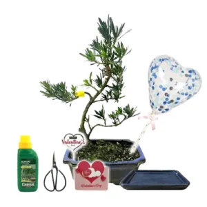 Buddhist Pine Valentines Gift Kit