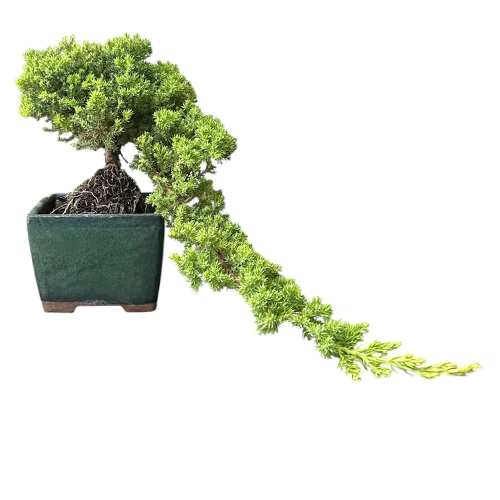 Cascading Juniper 32cm