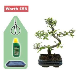 Twisted Trunk Chinese Elm Starter Kit