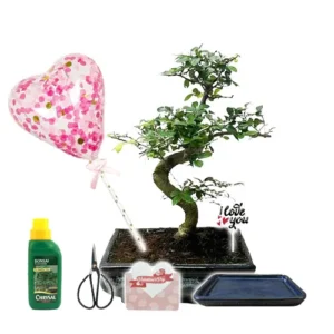 Chinese Elm Valentines Kit