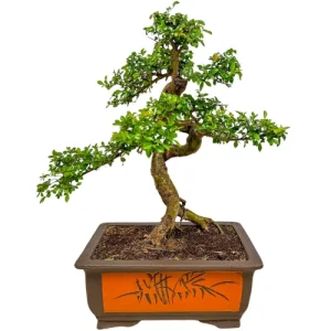 Chinese Elm 57cm