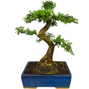 Picturesque Chinese Elm 64cm