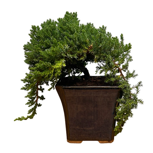 Cascading Juniper 38cm