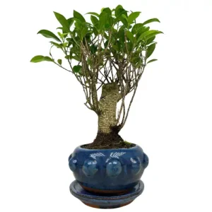 Ficus Inc Tray 31cm