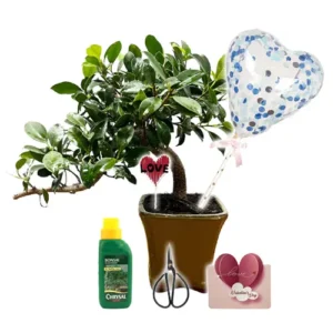 Ficus Valentines Gift Kit