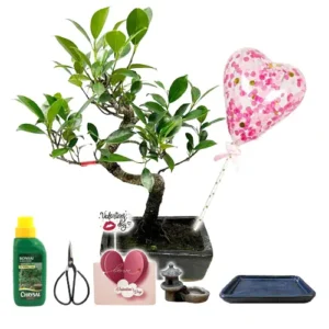 Ficus Valentines Kit