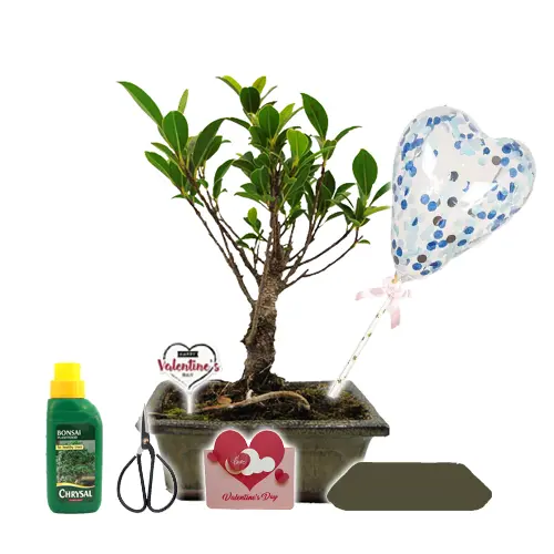 Ficus Valentines Gift Kit 