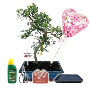 Japanese Pepper Tree Valentines Gift Kit