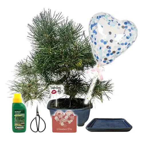 Japanese White Pine Valentines Gift Kit