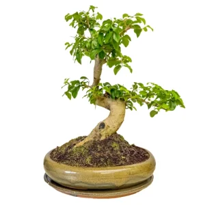Bushy Mandarin Tree Inc Tray 43cm