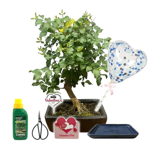 Mandarin Tree Valentines Gift Kit