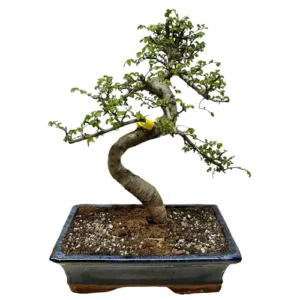 Twisted Trunk Chinese Elm 45cm