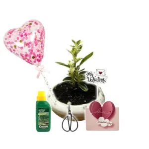 Variegated Serissa Valentines Gift Kit