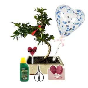 White Flowering Fukien Tea Tree Valentines Gift Kit