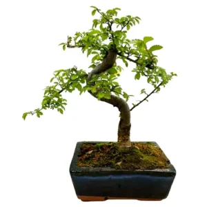 Wide Chinese Elm 28cm
