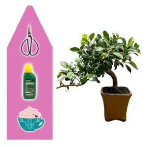 Cascading Ficus Mothers Day Kit