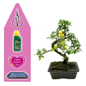 Chinese Elm Mothers Day Kit 