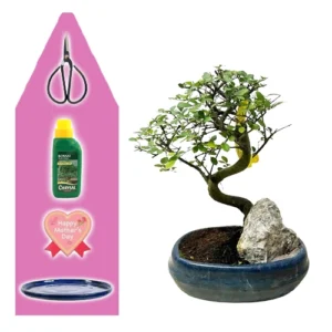 Chinese Elm Mothers Day Kit