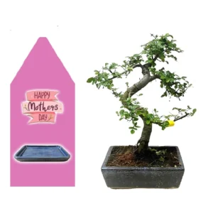 Chinese Elm Mothers Day Kit