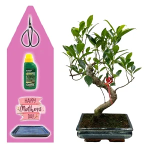 Ficus Mothers Day Kit