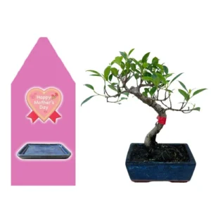 Ficus Mothers Day Kit