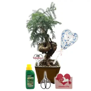Araucaria Cunninghamii (Hoop Pine) Valentines Gift Kit 