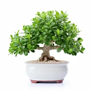 Jade Bonsai Care Guide
