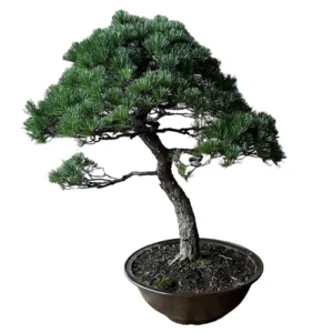 Wide Japanese White Pine 98cm