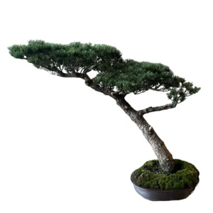 Wind Swept Japanese White Pine 85cm