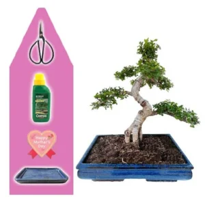 Premium Chinese Elm Mothers Day Kit