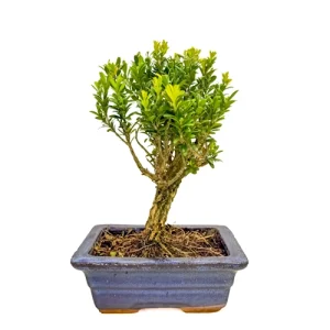 Chinese Box Tree 25cm