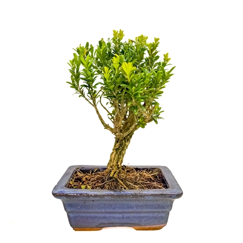 Chinese Box Tree 25cm