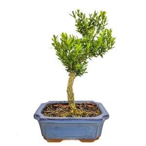 Flowering Chinese Box Tree 26cm