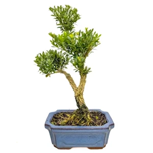 Blooming Chinese Box Tree 31cm
